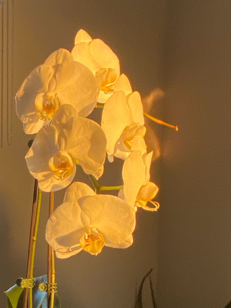 white orchids in golden light (giving me grey notes, scream through the windows)
