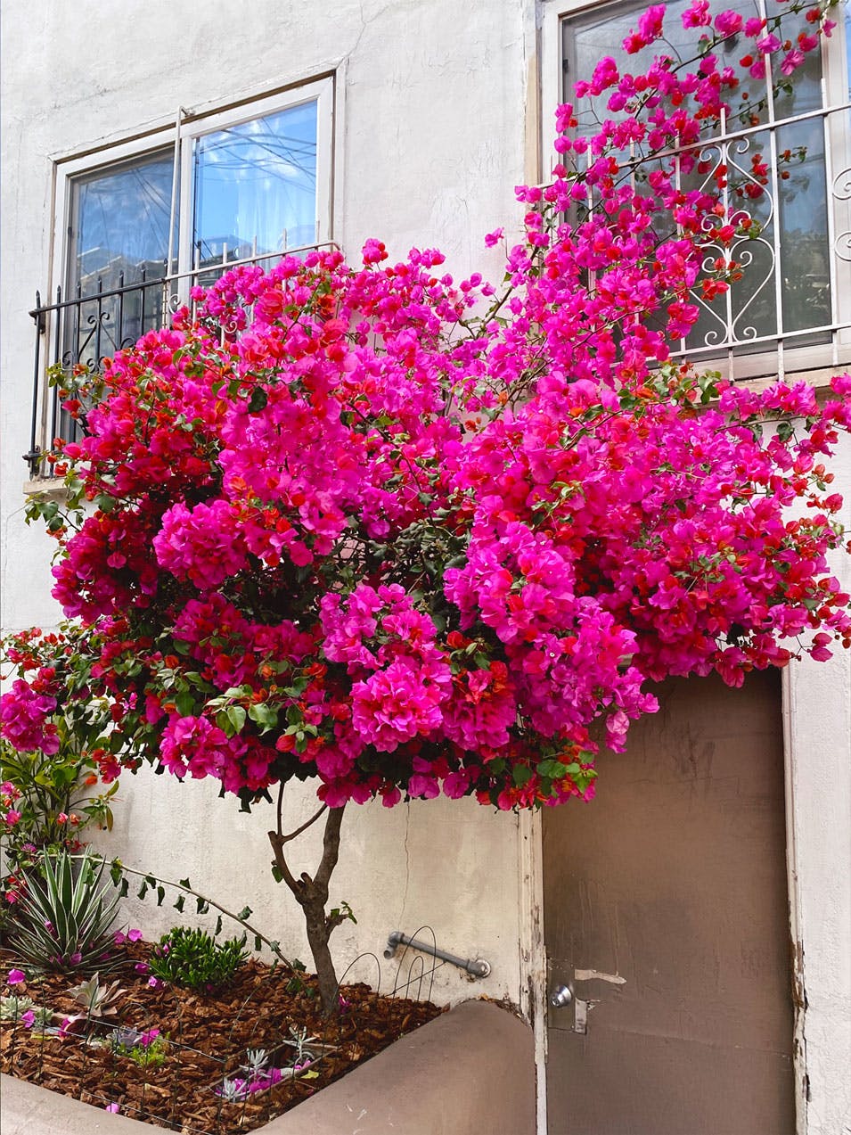 hot pink tree/very large bush in someone's front yard