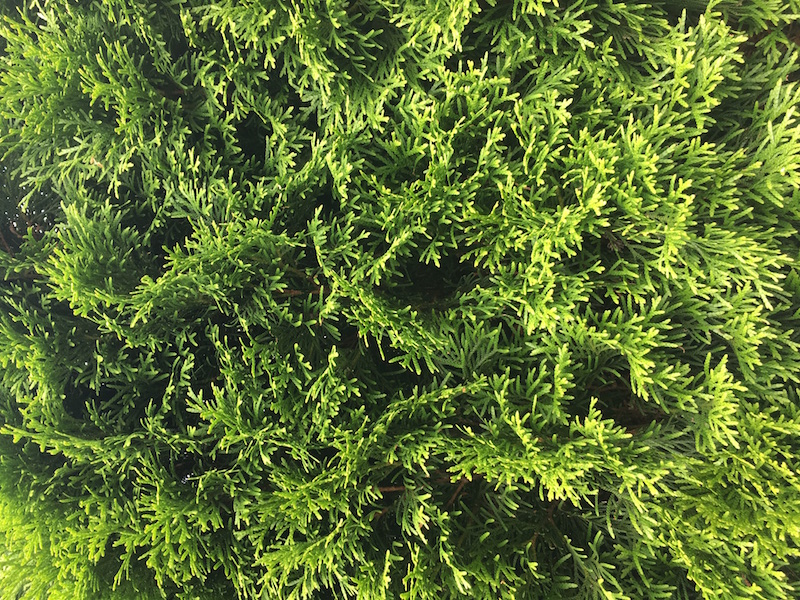 green prickly fern type texture
